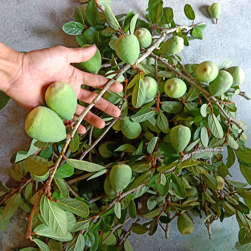 野生石壁薜荔藤奶母果鬼球木馒头木莲果薜荔果奶母果霹雳鬼球500g