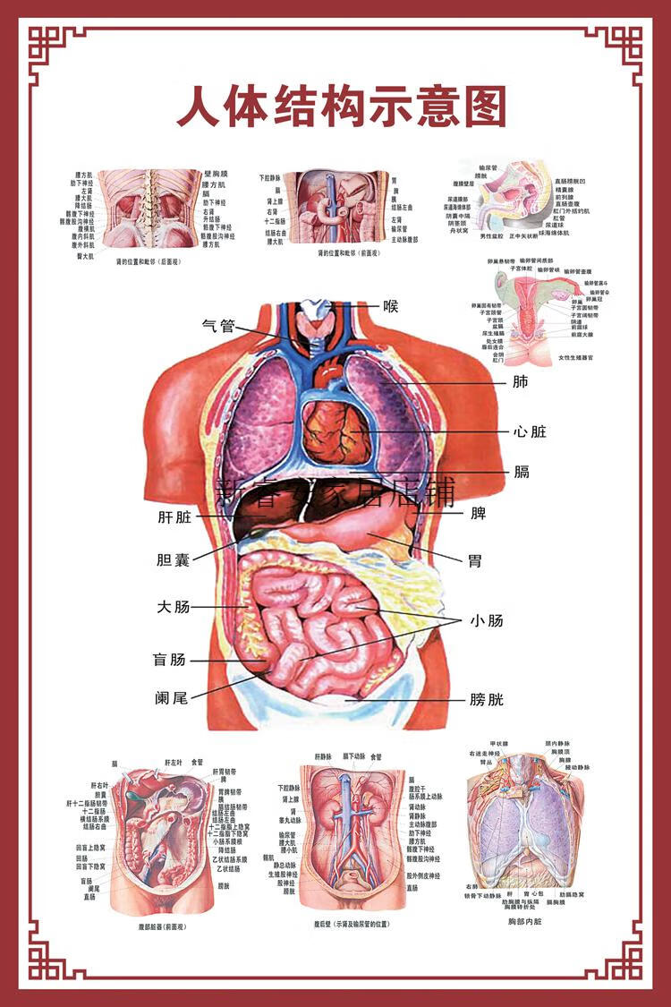 肚子结构图 器官图片