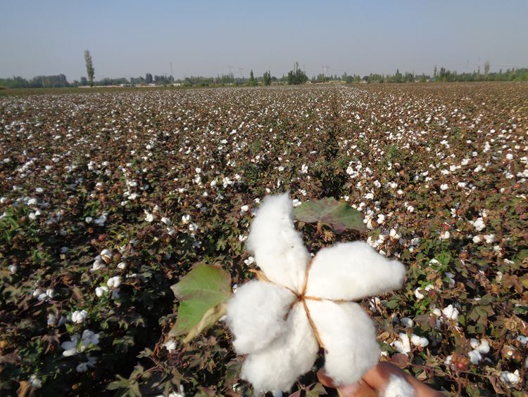 新疆纯棉花散装天然一级长绒棉皮棉精梳棉宝宝棉被棉絮棉衣填充物自玺