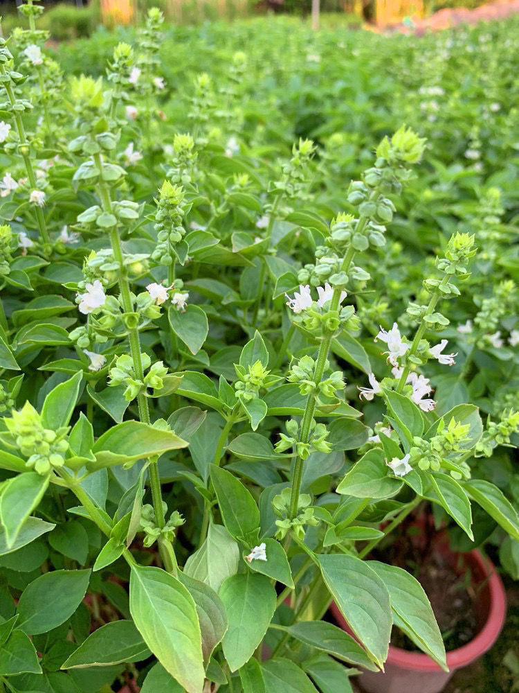 主厨房食用九层塔潮汕金不换盆栽罗勒植物香料甜罗勒苗带原盆是否含