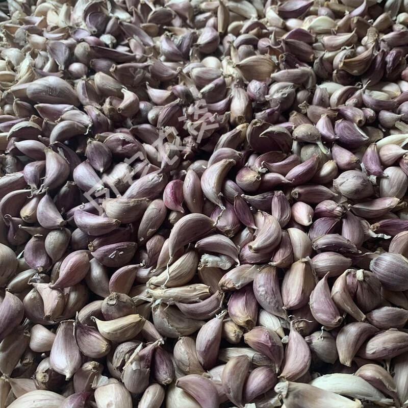 紫皮独蒜种四川彭州大蒜种独头蒜种子独子蒜种独蒜头种一代原种 1000g