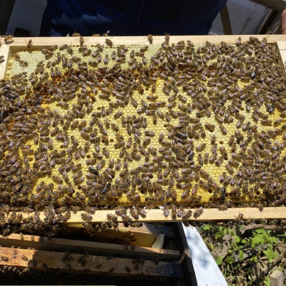广西中蜂蜂王蜂群笼蜂土蜜蜂活体阿坝王开产卵王带王带箱带子脾4500