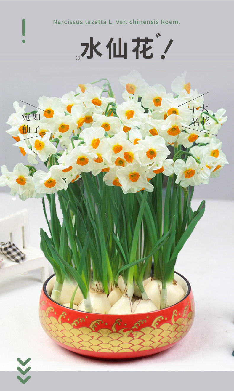 【带牙带根】水仙花重瓣大花水培植物客厅摆放花卉送水盆浓香好养