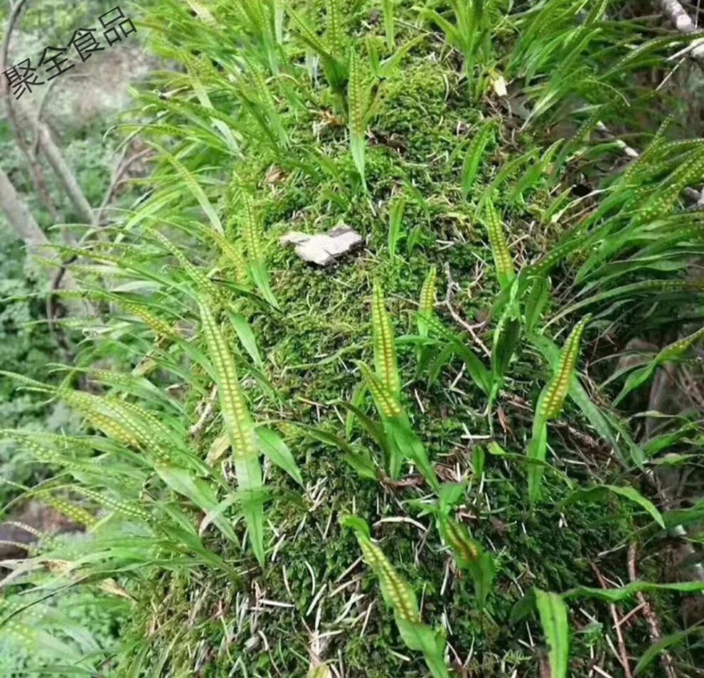 化石草50g500g新货肾精茶猫须草中材养生排溶石 化石草500克【超值装