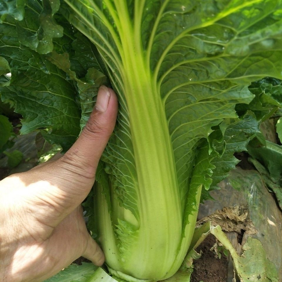 云南高山麻叶青菜大白菜天津绿白菜时令蔬菜新鲜农家自种现摘2500克
