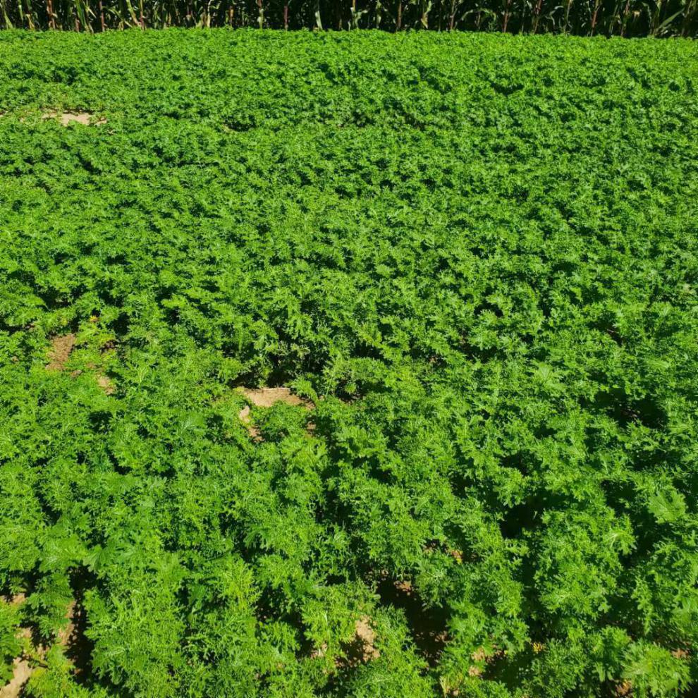 东北芥菜英子芥菜缨子芥菜疙瘩芥菜樱子咸菜新鲜农产品5斤芥菜英子