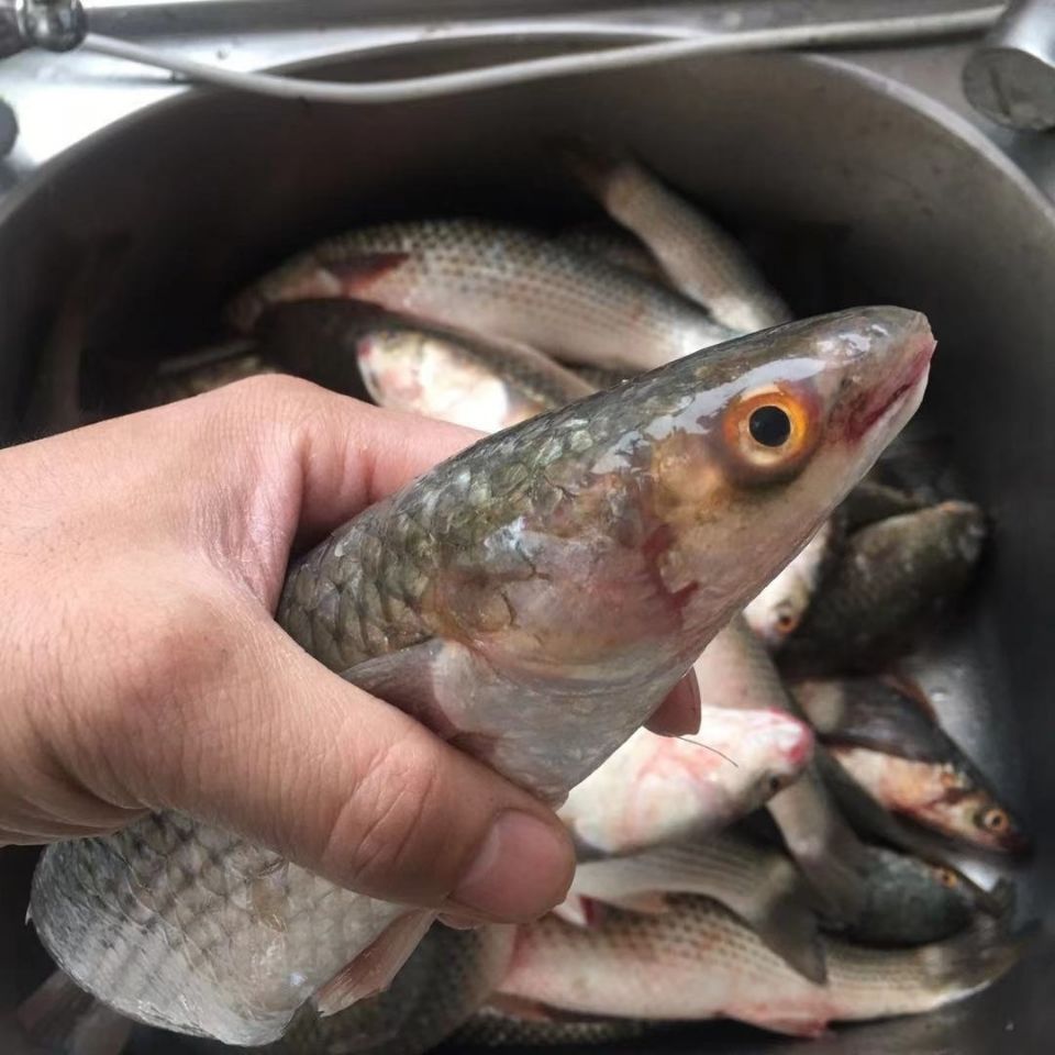 正宗大连渤海湾野生海梭鱼大香梭鱼鲜活梭鱼冷冻海鲜水产【12月28日发