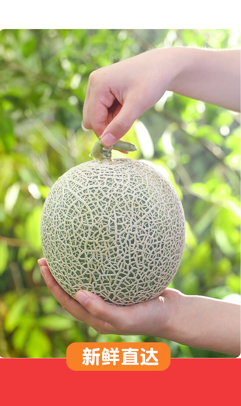 海南网纹瓜枚珑蜜瓜1000g4500g哈密瓜新鲜水果当季整箱冰淇淋甜瓜香玫