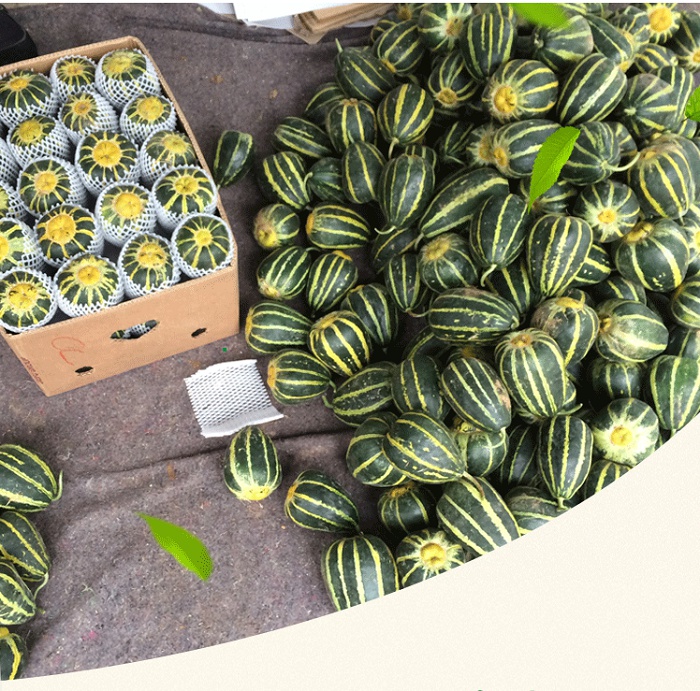 香瓜花皮菜瓜酥瓜冰糖酥甜瓜种籽大田四季高产超甜香瓜种籽孑 蜜妃