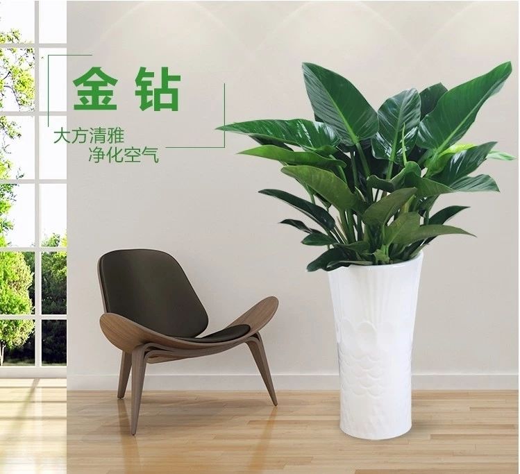 绿公主大叶金钻吸毒王四季常青吸甲醛植物室内落地绿植盆栽花卉 红钻