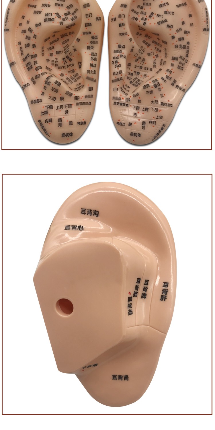 耳朵模型 17cm耳穴模型多穴位点耳朵按摩模型耳穴模具教学耳部针灸