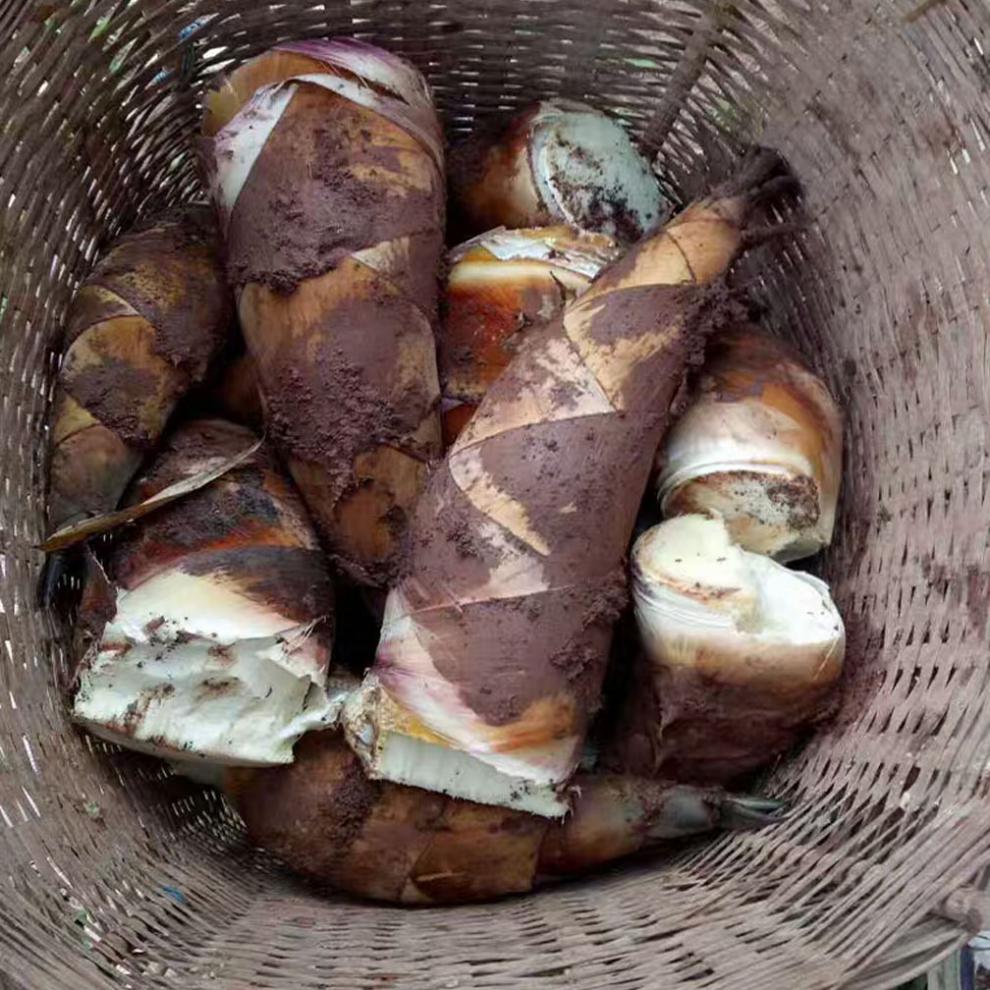 冬笋思茅甜笋云南特产新鲜竹笋嫩笋食用农产品当季蔬菜生吃500g2500g