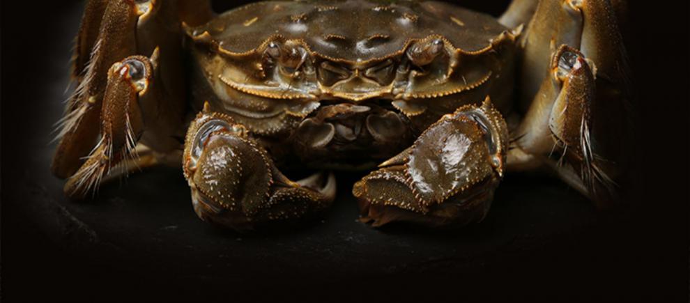 大闸蟹鲜活现货螃蟹六月黄清水微山湖螃蟹 (1.6两～1.