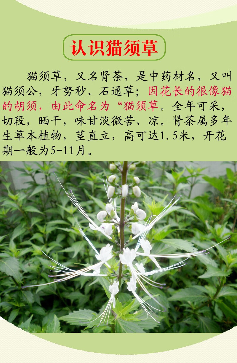 猫草对猫有什么作用图片