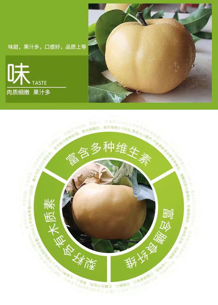 正宗南水梨山东特产精品冰糖梨莱阳产地直发孕妇水果净重5斤 5斤 大果