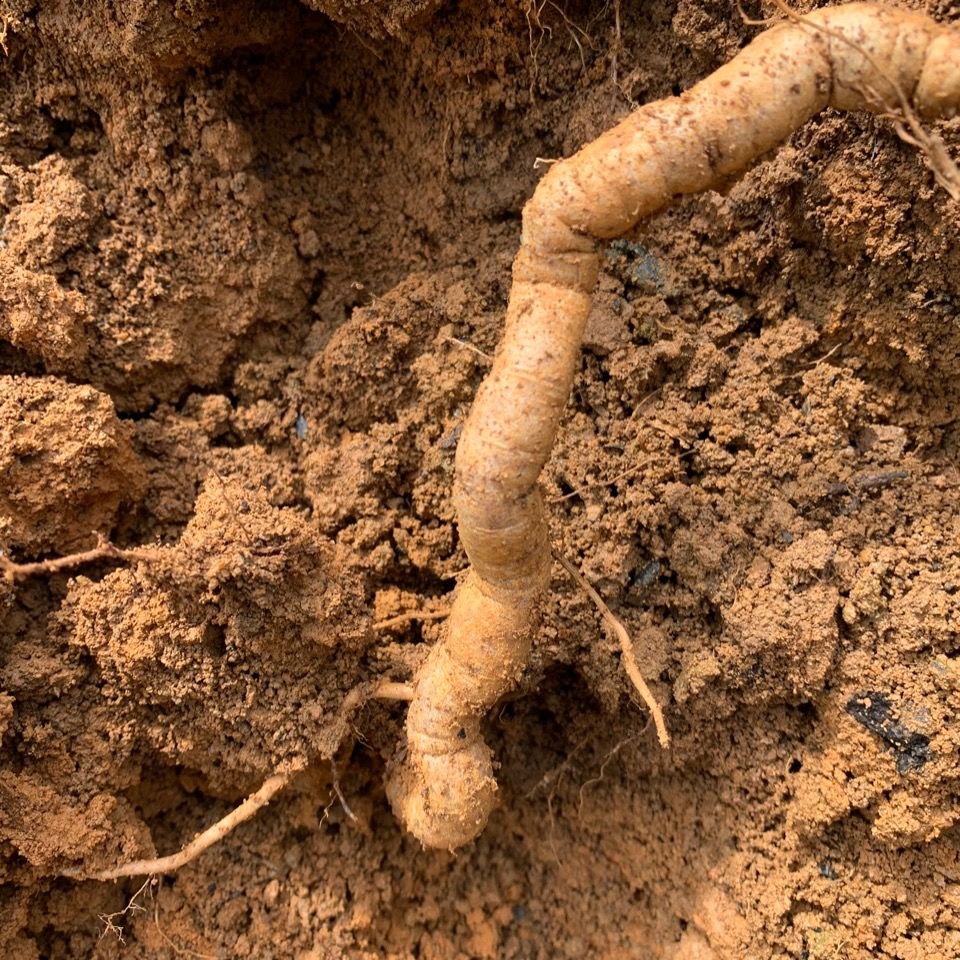 产地直销新鲜巴戟天凤眼根批发510斤6年根巴戟鸡肠风煲汤泡酒料10斤