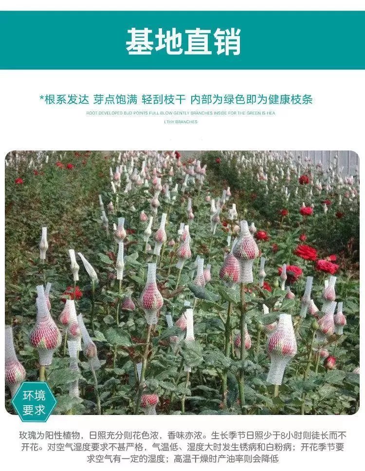 4，玫瑰花苗老樁月季特大植物室內外盆栽陽台四季開花卉不斷好養易活 香格裡拉包對版四季開花+肥料 不含盆