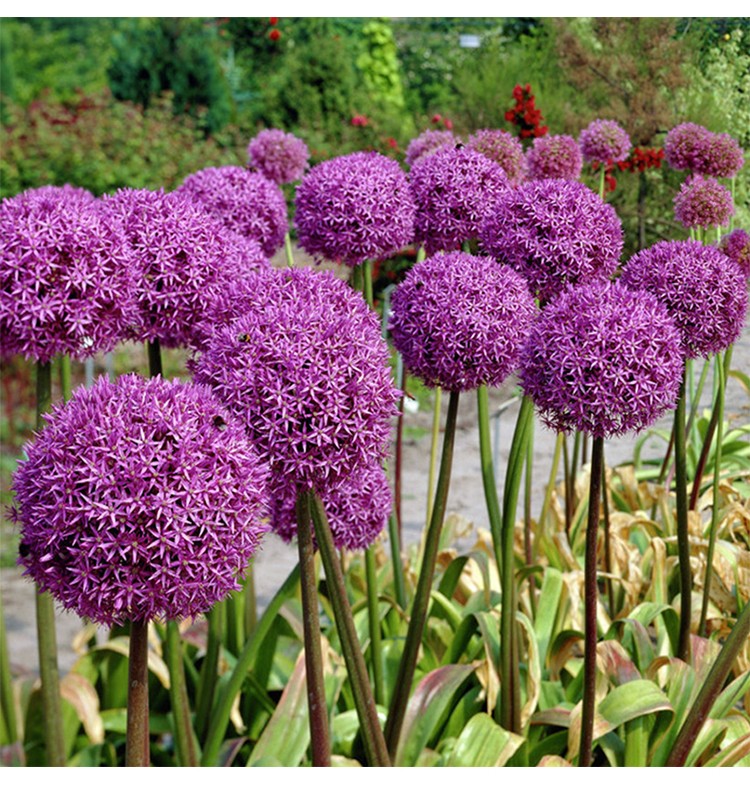 月娥荷兰进口大花葱种球耐寒花卉盆栽植物庭院地栽大葱花球根四季易活