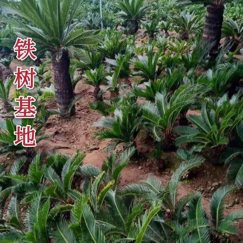 虎雀铁树苗小叶苏铁多头铁子母铁绿植净化空气庭院客厅办公室铁树摆件