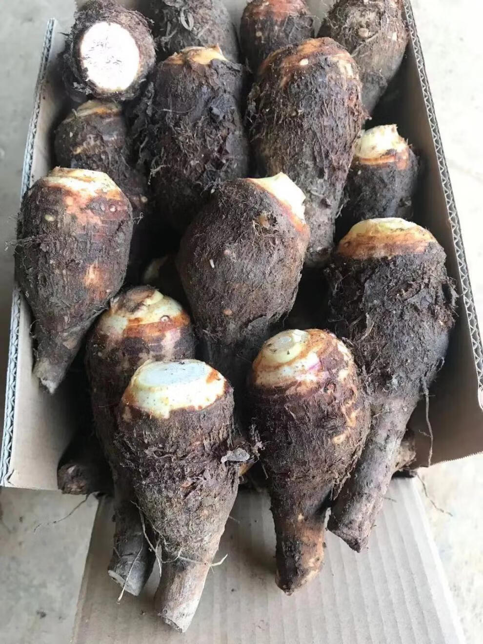 【荔浦直发广西芋头仔新鲜蔬菜粉糯小芋头芋苗芋头香芋批发报哥 芋头