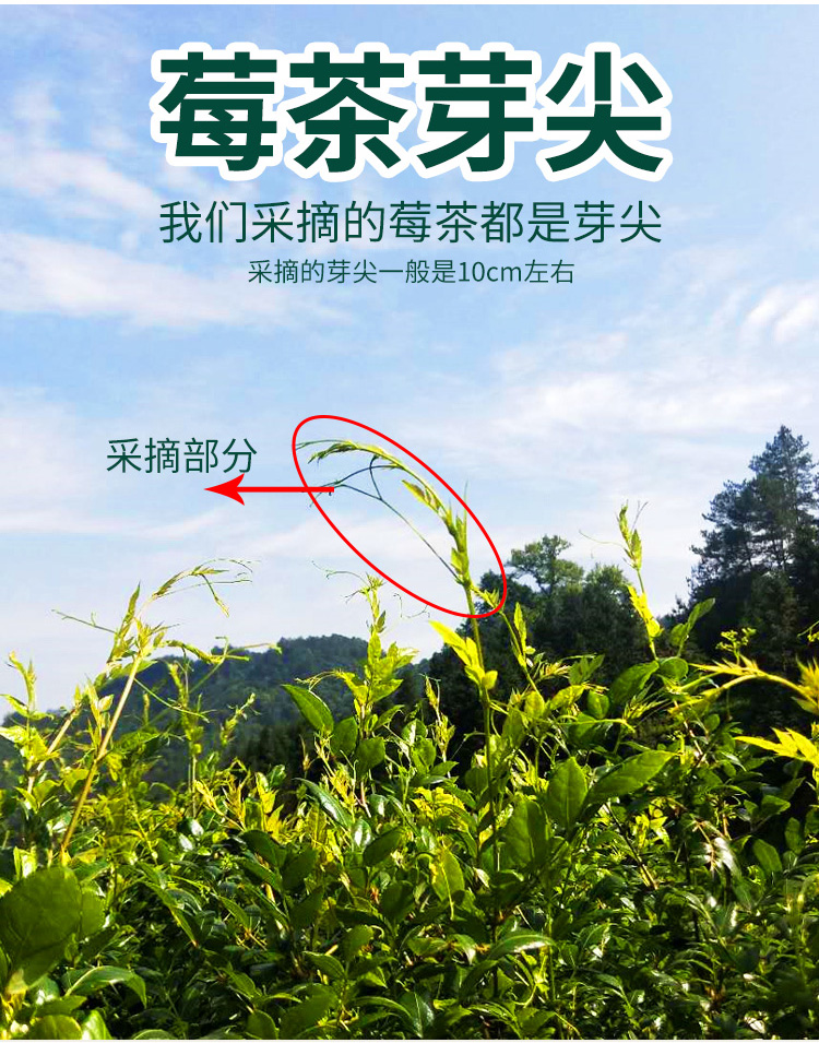 新茶张家界长寿村野生莓茶芽尖250g龙须霉茶藤茶咽喉梅茶芽尖莓茶一袋