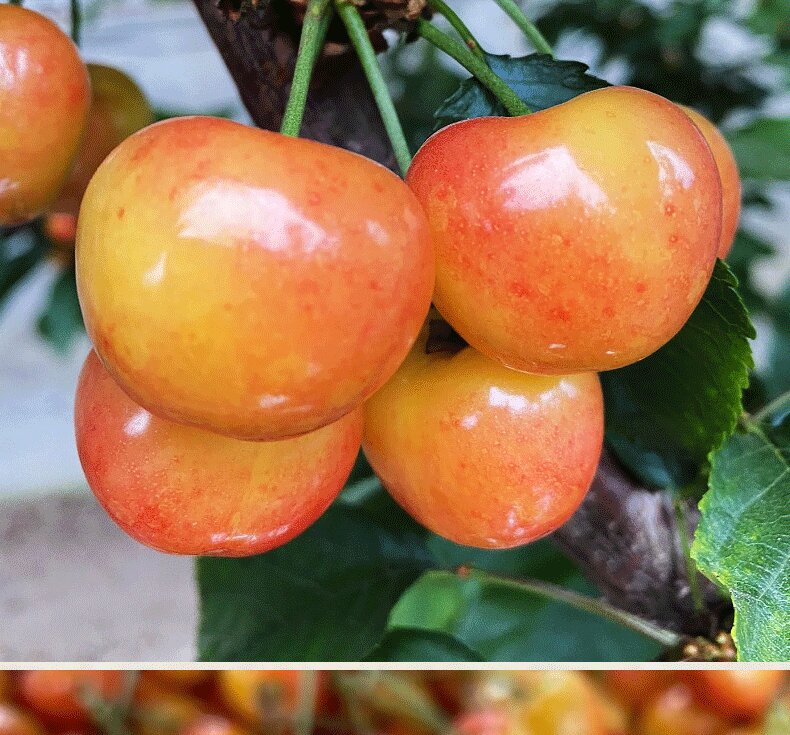 顺丰空运大连樱桃雷尼尔大连南阳烟台黄樱桃当季新鲜孕妇水果顺丰1000