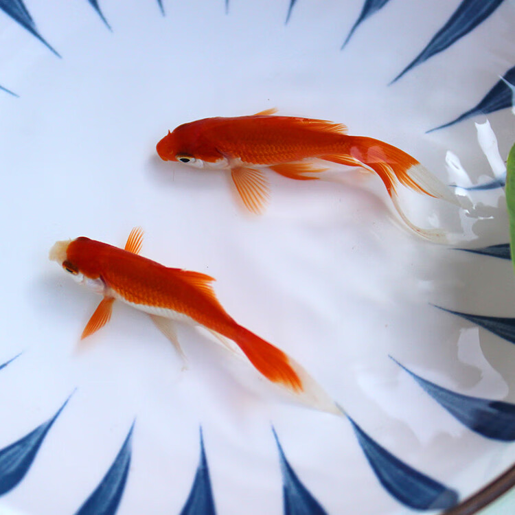 麦基乐锦鲫活体红草花草锦鲫鱼鲤鱼苗冷水淡水观赏鱼