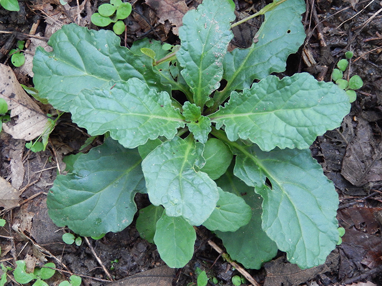 新鮮現挖500克野生白毛夏枯草筋骨草苦草散血草【圖片 價格 品牌 報價