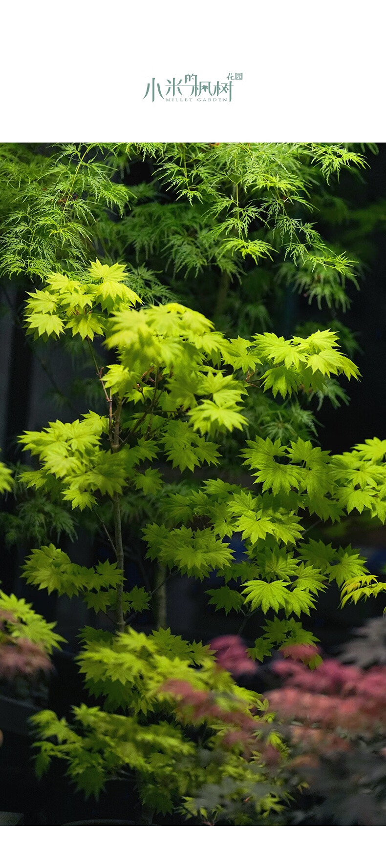 红枫树苗金隐日本进口三季红庭院花园美化植物盆栽绿植小苗 日本进口