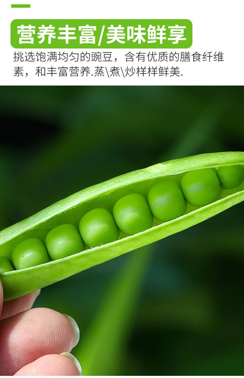 当季嫩豌豆新鲜现摘豌豆荚带壳水果豌豆角颗粒饱满一整箱910斤精选
