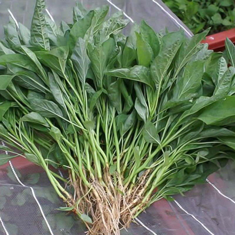 苋菜种子红圆叶红柳叶青柳叶苋菜种籽四季播田园农家汉菜蔬菜种子