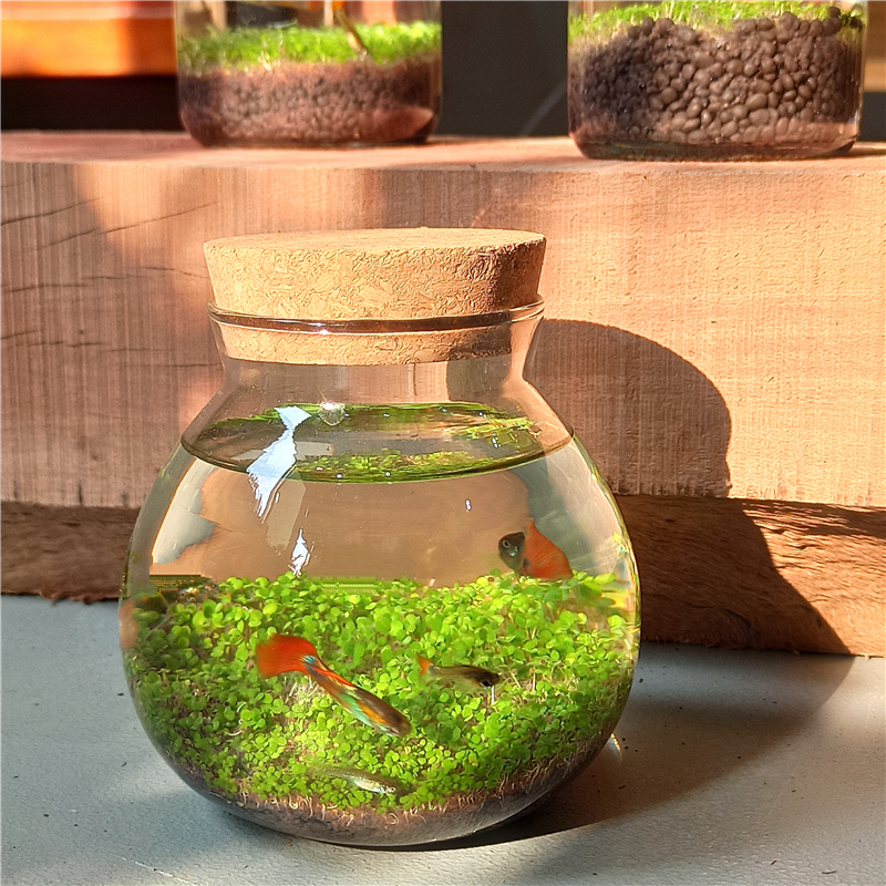 lm生态瓶微景观生态瓶创意迷你玻璃瓶鱼缸办公室绿植水草种子发芽记录