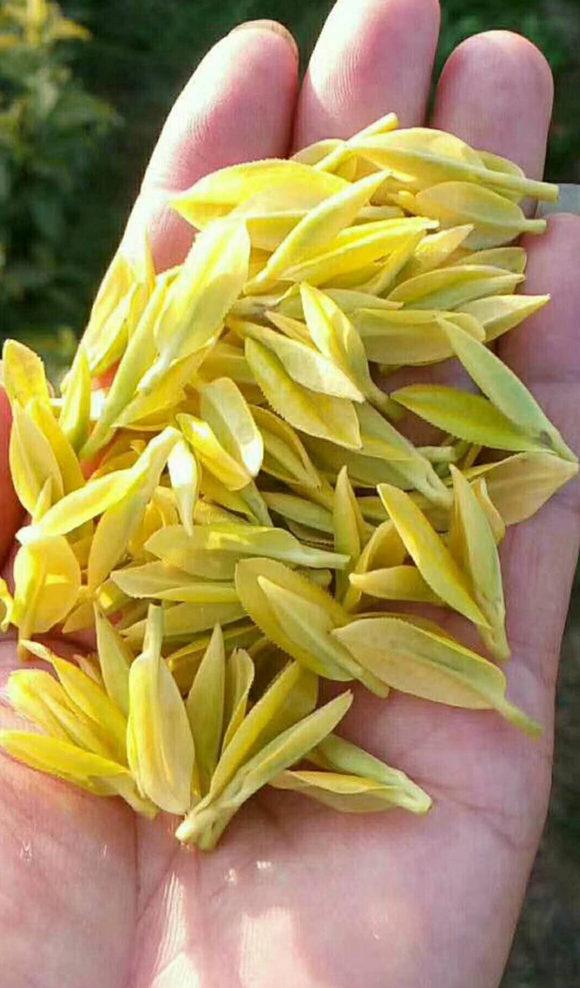 5折 萃隐正宗2021新茶黄金芽明前茶叶特级春茶150g茶农绿茶高端天目湖