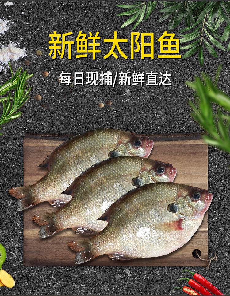 水产现捕太阳鱼 杂鱼 海鱼 新鲜淡水 中号4-6条/斤 1斤【图片 价格