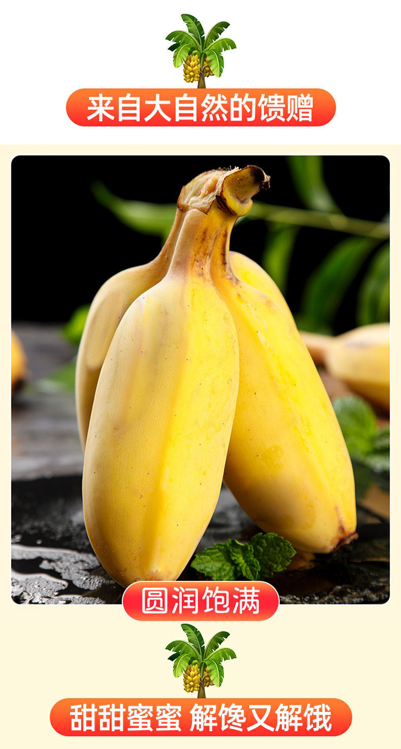 现摘现发正宗广西小米蕉小芭蕉新鲜水果很甜皇帝蕉小香蕉时令水果苹果