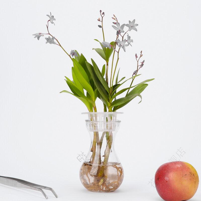 香水石斛兰水培水培澳洲香水石斛绿植物花卉兰花黄金万两洒金木洒金榕