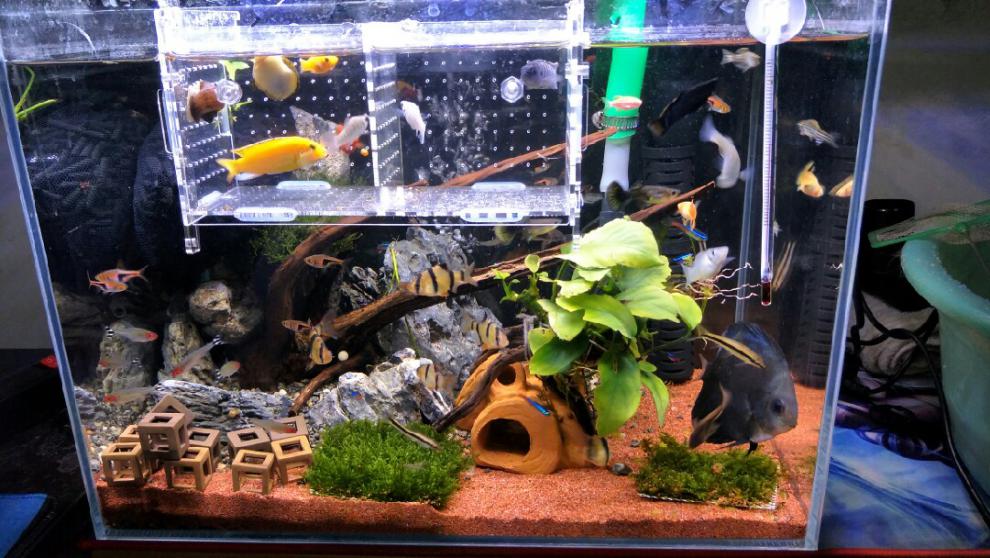 太行红沙鱼缸造景红色化妆沙三湖南美鼠鱼埃及七彩雷龙底砂雨林沙