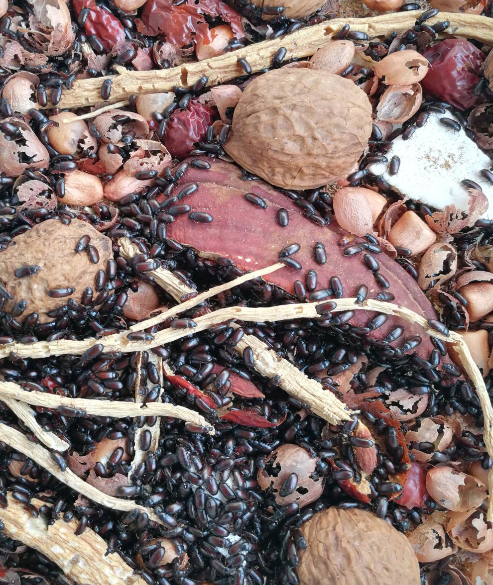 荣郁 九龙虫 洋虫 繁殖快 5克 大概380只【图片 价格 品牌 报价】