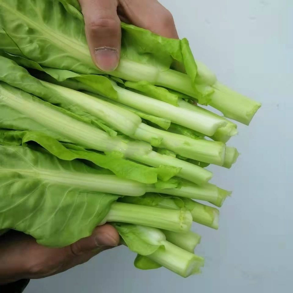 湖北大白菜苔现摘新鲜蔬菜青菜苔白菜心毛白菜苔时令蔬菜白菜苔3斤