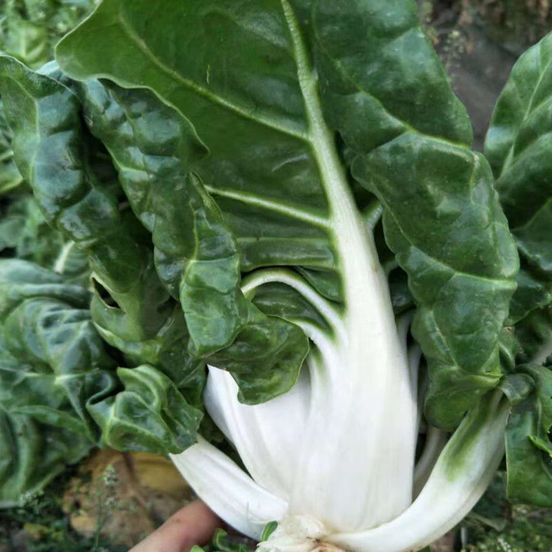 厚皮菜四川特产牛皮菜新鲜厚皮菜蔬菜重庆瓢儿菜莙荙菜君达菜农家35斤