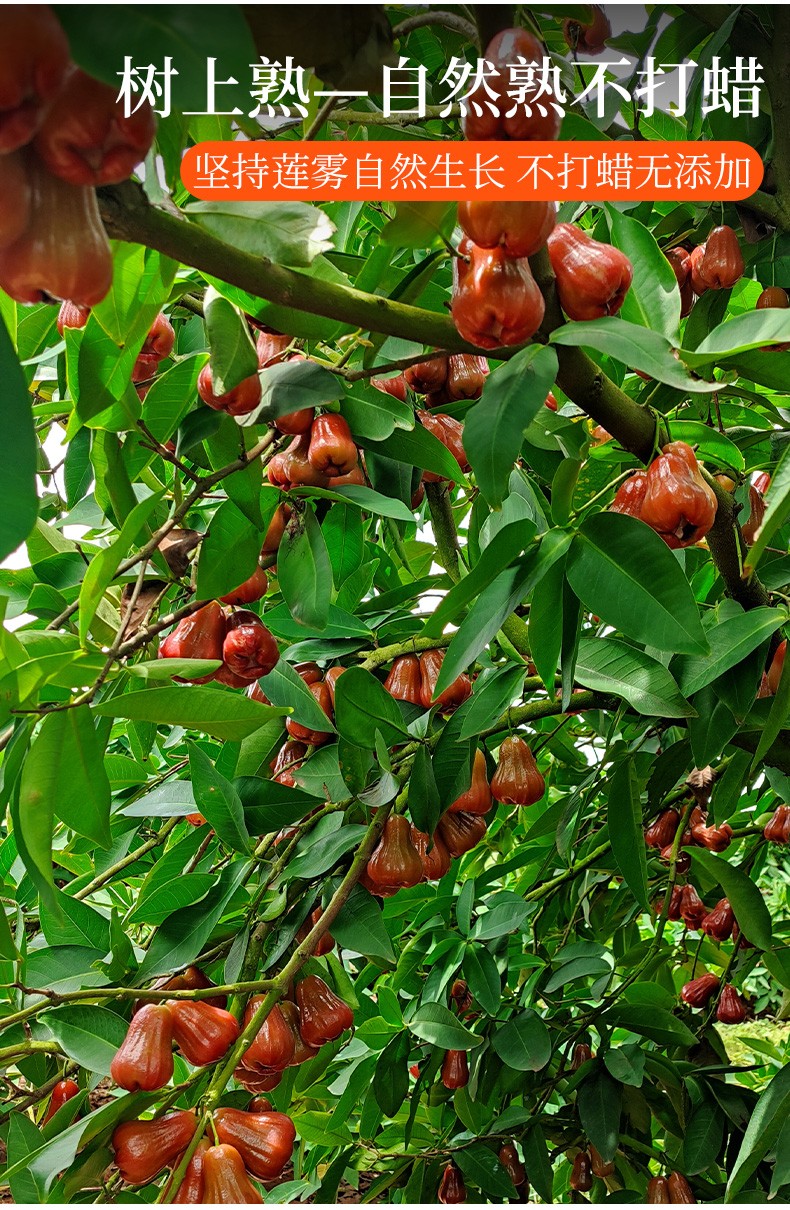 莲雾果新鲜水果水蒲桃叮当果带箱6斤顺丰 红色 2500g【图片 价格 品牌