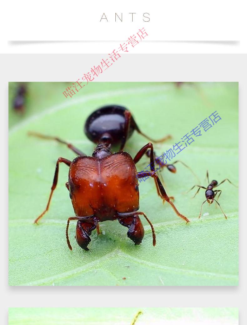 瑾伦全异巨首蚁盲切叶蚁特化兵蚁宠物产卵蚁后活体活物繁殖好养大型2