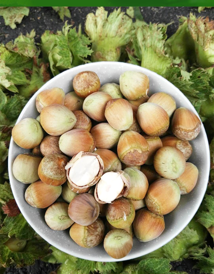 2021年新货新鲜榛子带绿皮青皮水仁水瓤东北脱皮生榛子500g 2020年