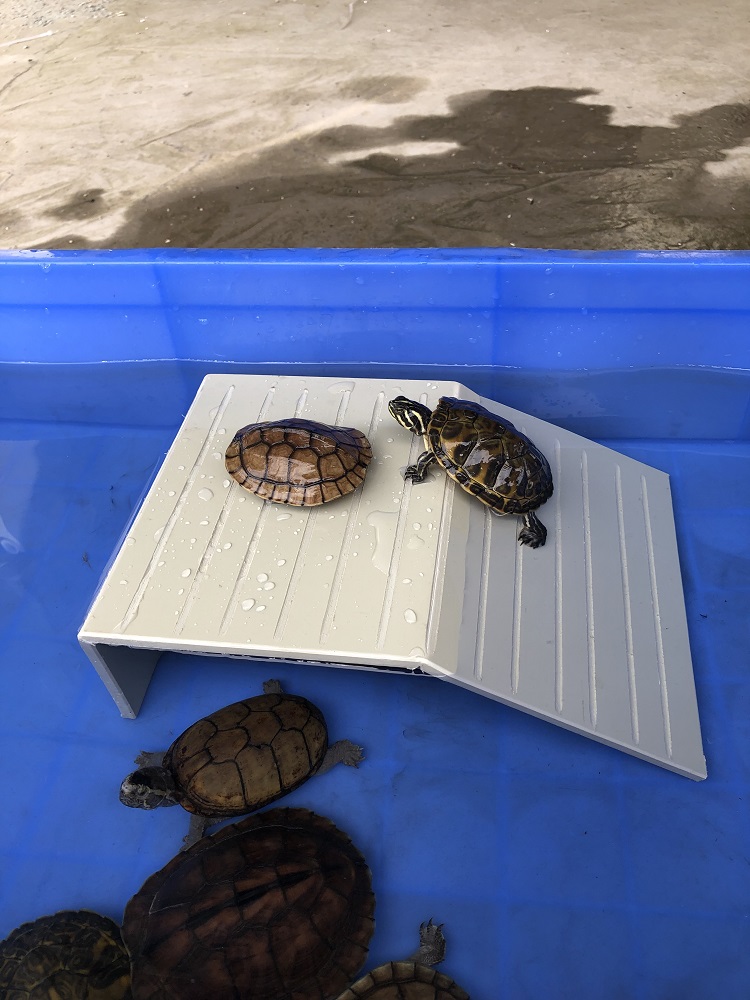 大号乌龟晒背台乌龟浮台浮岛乌龟晒背台拱形乌龟晒台休息台龟食台