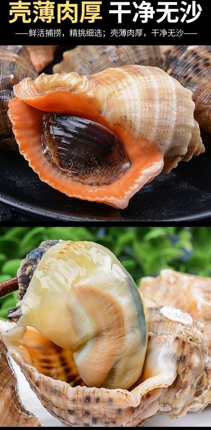 海螺鲜活新鲜大海螺海鲜水产贝类现挖花螺 一斤10个左右两斤 装【图片