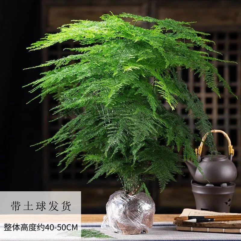 4，【精選】文竹大苗四季常青盆栽綠植室內水培植物雲竹盆景帶盆花卉 小文竹(一份不含盆)10cc 文竹原土()肥