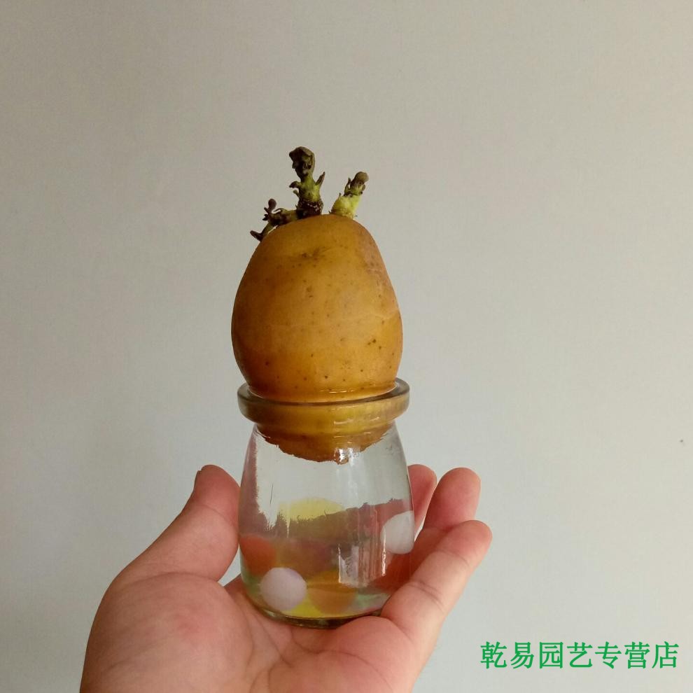 带芽水培套装幼儿园儿童观赏日记蔬菜绿植盆栽发芽 大瓶已发芽土豆 小