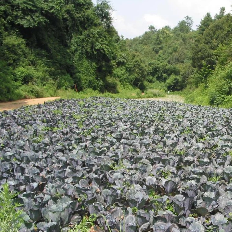 新鲜紫甘蓝紫包球生菜卷心菜红椰菜青甘蓝鲜蔬菜沙拉菜3斤5斤10斤