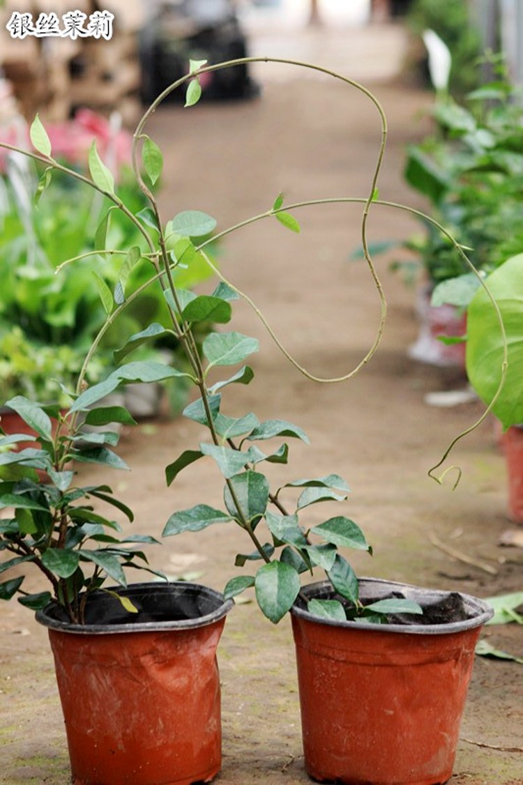 爬藤植物风车茉莉庭院爬藤植物络石藤银丝金丝茉莉四季常绿阳台攀岩