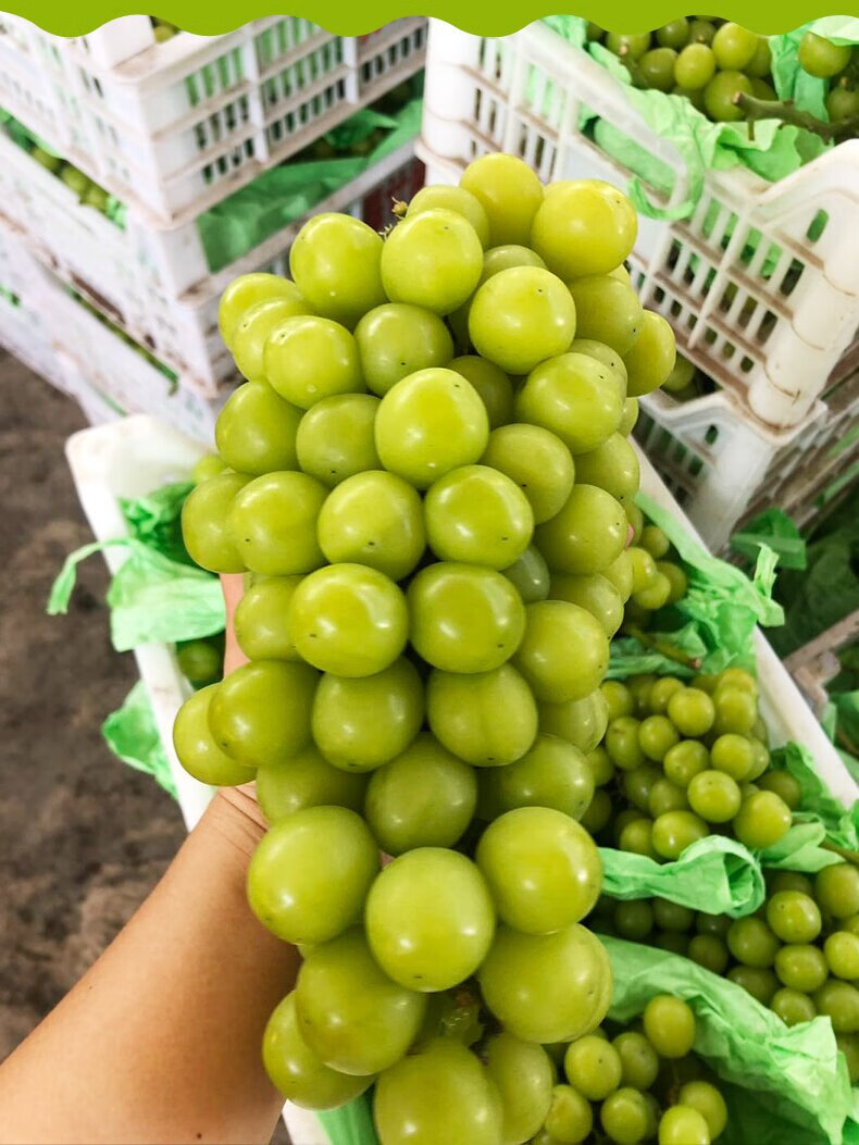 顺丰直达云南阳光玫瑰无籽葡萄香印青提新鲜孕妇水果当季晴王2000g